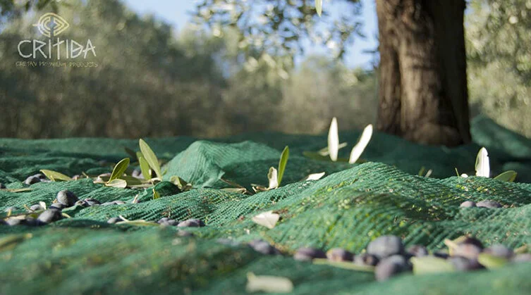 recolección de aceitunas - preparación de aceite de oliva