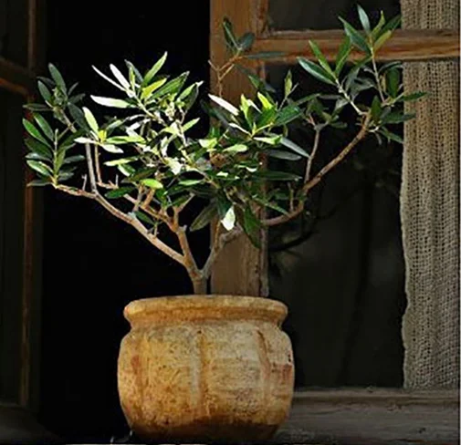 oliventræ