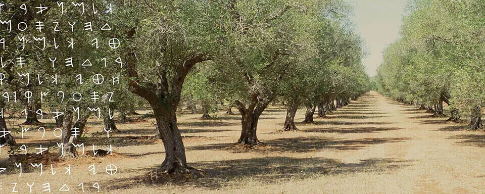Польза для здоровья от употребления оливкового масла первого холодного отжима - диета EVOO