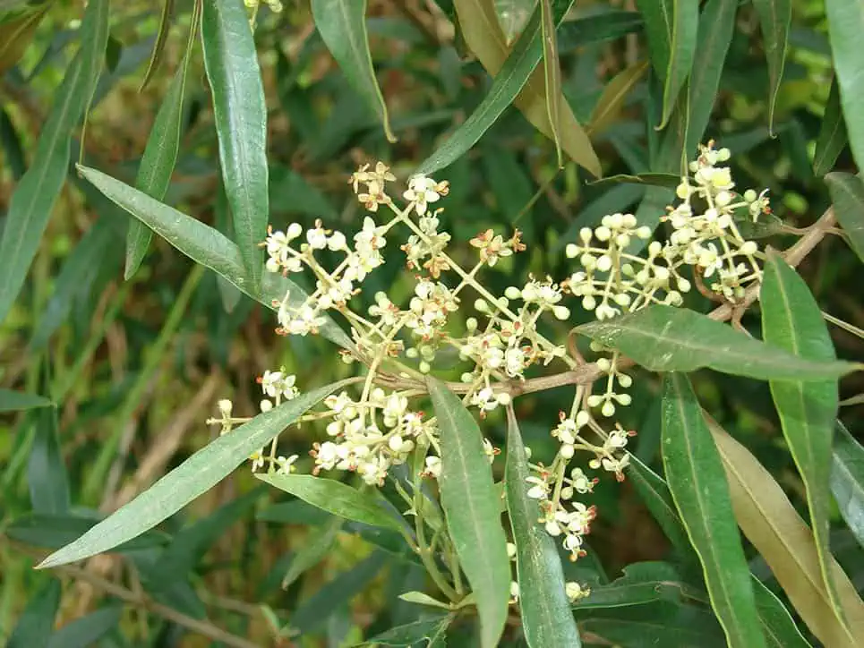 Blomster af Olea Europaea