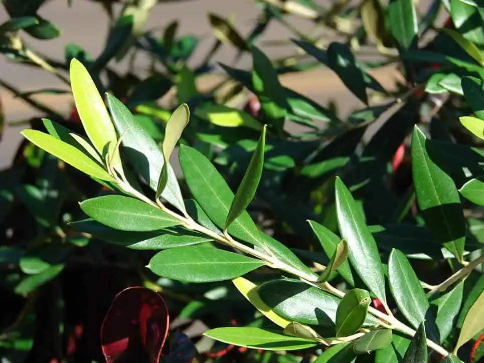 Olea Europaea의 잎