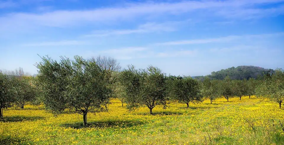 بساتين أشجار الزيتون في اليونان