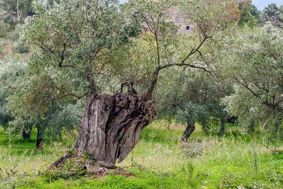 de olijfboom