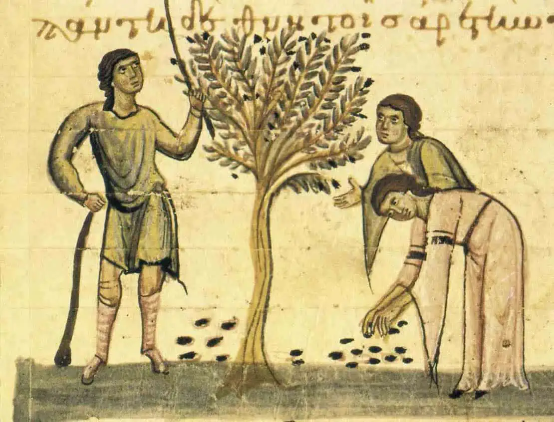 Bizancjum - zbiory oliwy z oliwek