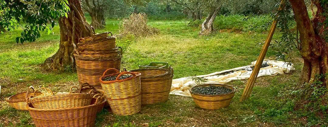 Греческая оливковая роща