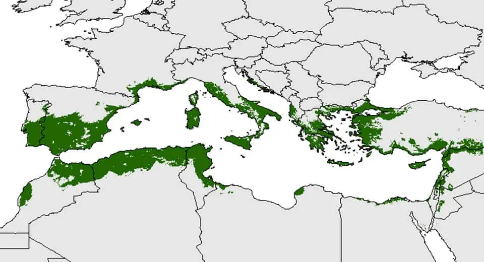 Plantacje oliwy z oliwek na Morzu Śródziemnym