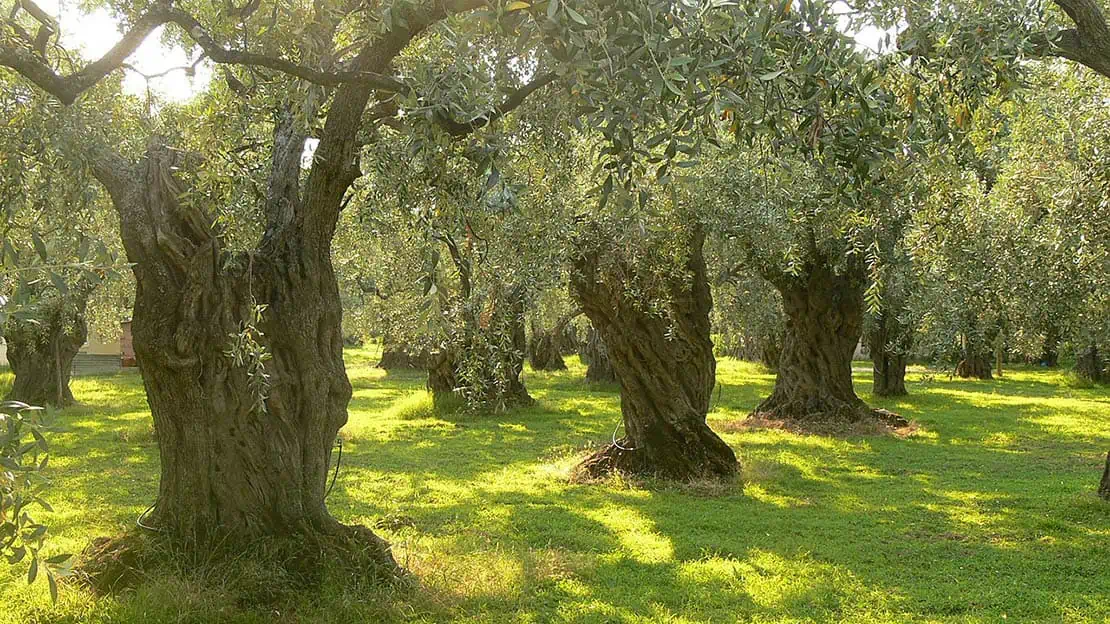 Oliventræer lund i Grækenland