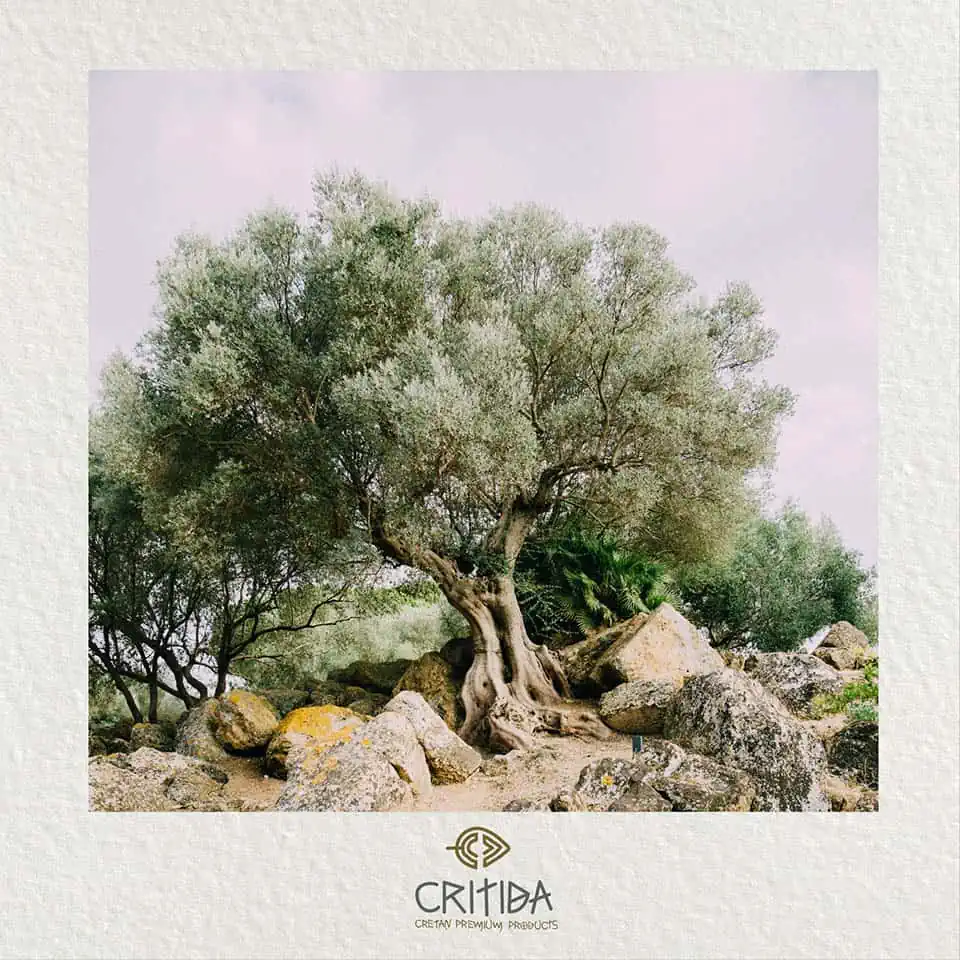 dyrkning af oliventræer på Kreta, Grækenland
