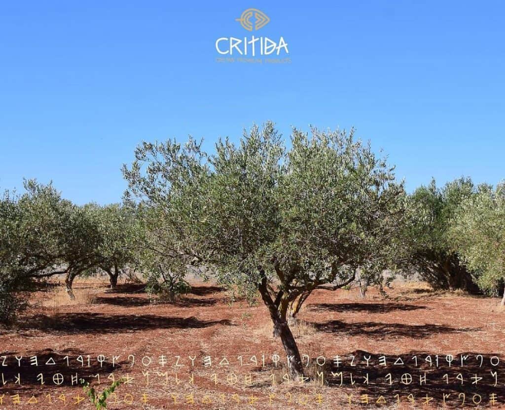 Griechische Olivenöle extra vergine g.U. und g.g.A. aus Kreta - CRITIDA natives Olivenöl extra g.U. und g.g.A