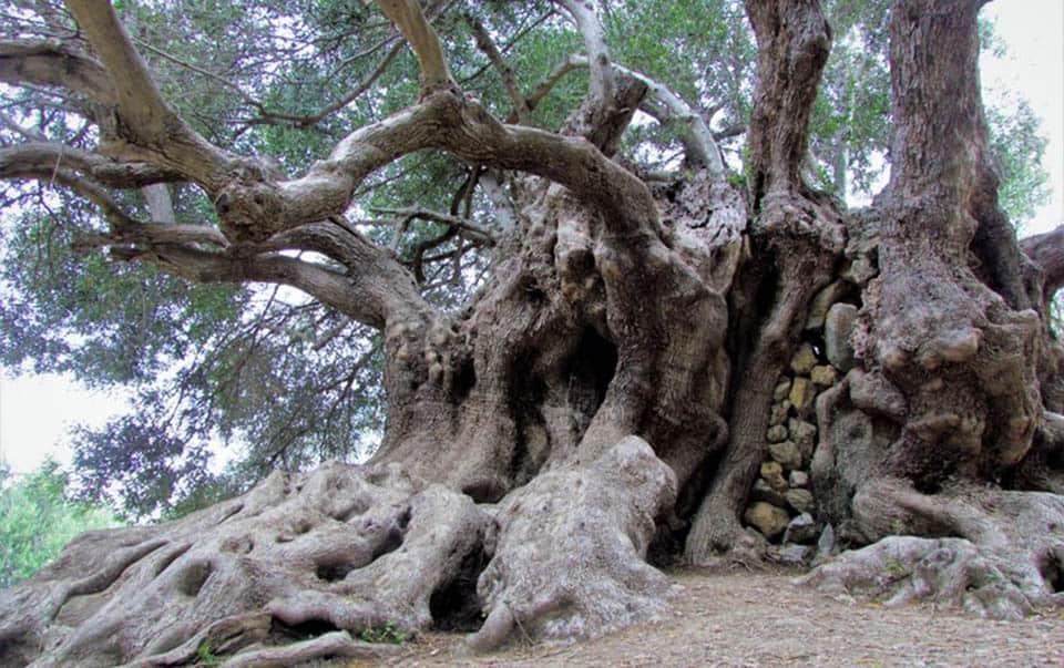 Starożytne drzewo oliwne Kavoussi w Lassithi na Krecie