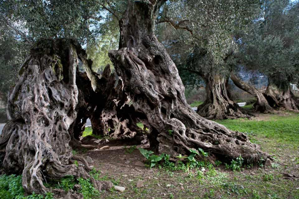 그리스 크레타의 고대 올리브 나무