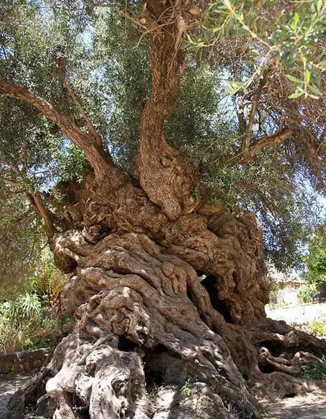 najstarsze drzewo oliwne na świecie - monumentalne drzewo oliwne na Krecie
