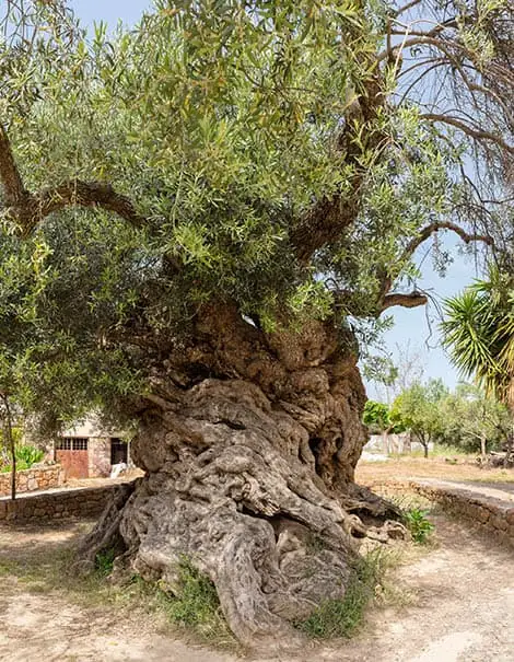 oldest olive tree in the world - monumental olive tree in Crete
