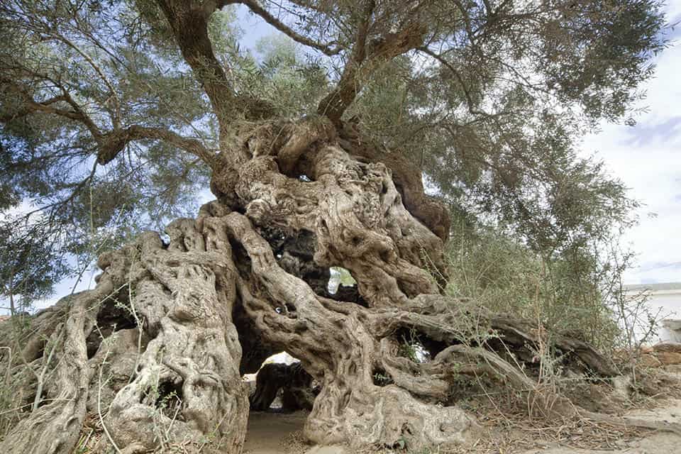 the oldest olive tree in the world - the monumental olive tree of Vouves in Crete