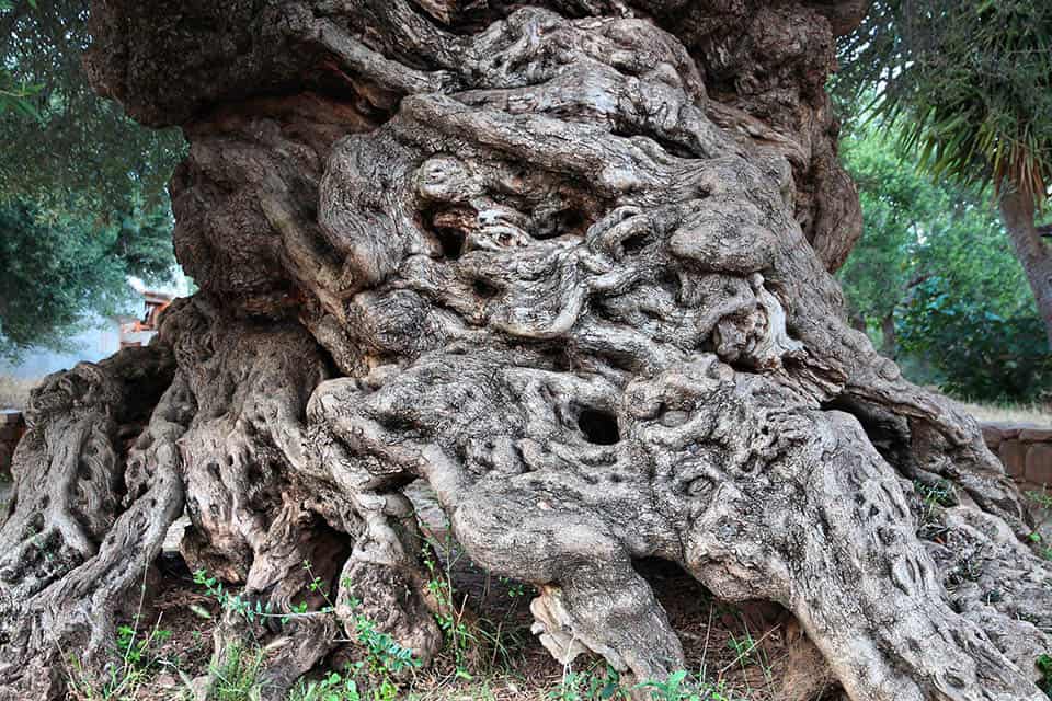 najstarsze drzewo oliwne na świecie – monumentalne drzewo oliwne w Vouves (Chania) na Krecie