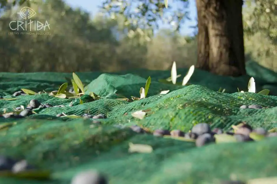 tidlig høsting av ekstra virgin olivenolje