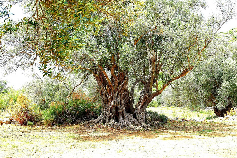 עץ זית