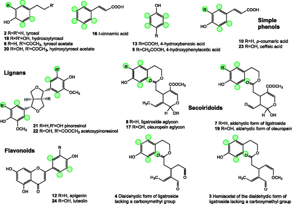 Chemical structures of polyphenols identified in olive oil extracts