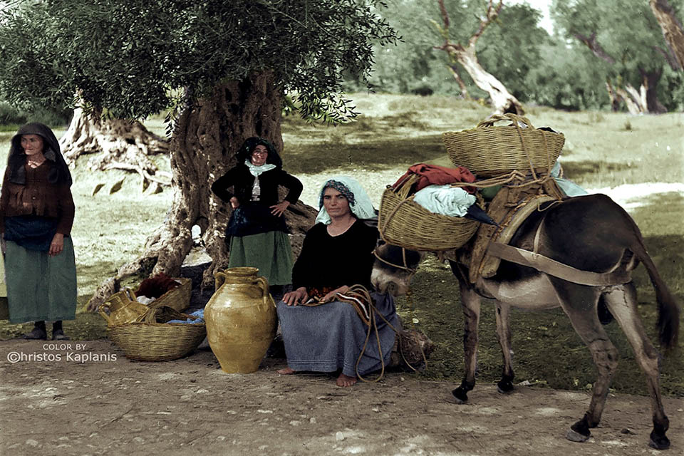 Traditional olive groove - olive trees in Crete Greece