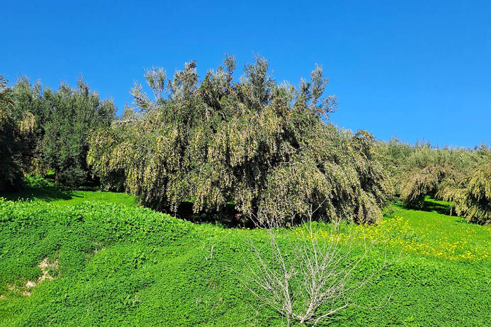 Traditional olive groove - olive trees in Crete Greece