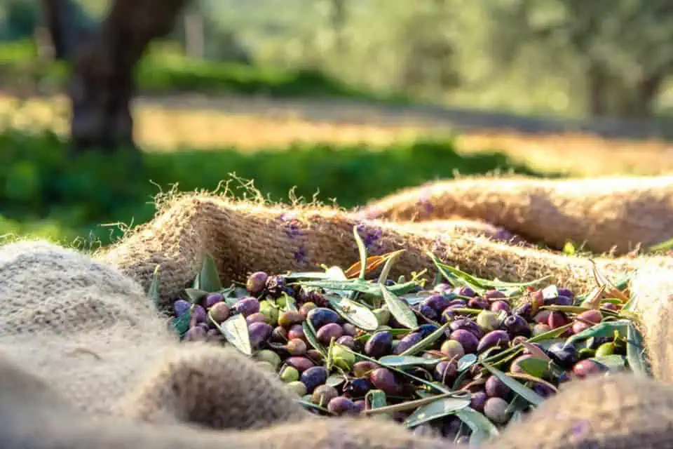 olive oil production on the island of Crete in Greece